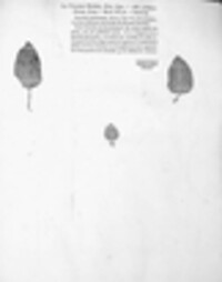 Puccinia menthae image